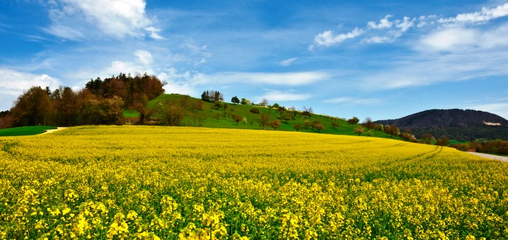 Agroscope : pertes de rendement importantes pour l&rsquo;agriculture suisse en cas de protection végétale réduite