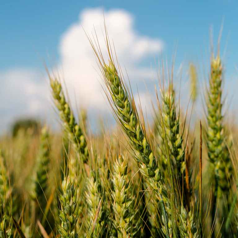 2022-01_Wheat_PIXNIO-2669026_768x768