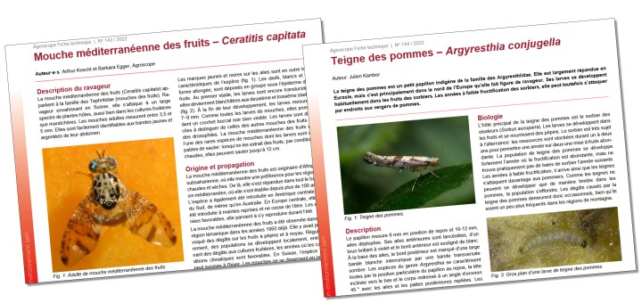 Mouche méditerranéenne des fruits et teigne des pommes : nouvelles fiches techniques d&rsquo;Agroscope sur les ravageurs des vergers