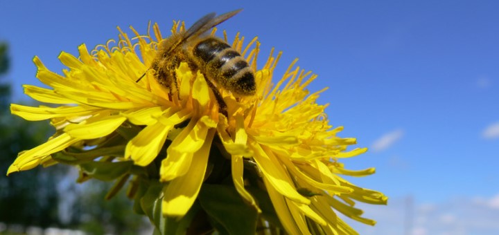 Les abeilles mellifères se portent bien