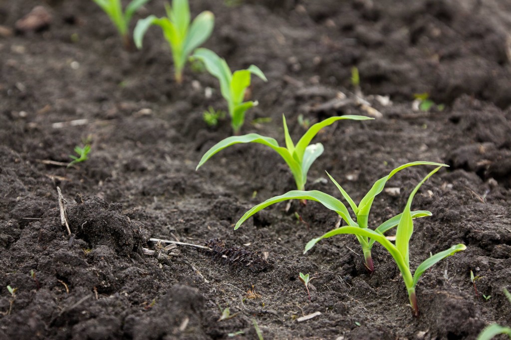 Row of corn growing in field