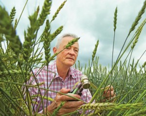 Wheat_expert_checking_plants_1