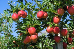 apples_canstockphoto3524431