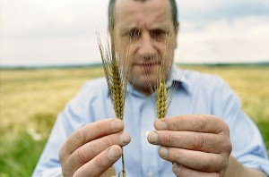 barley-ear-4-lowres (Syngenta)