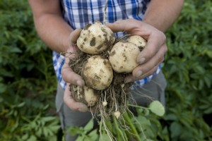 potatoes-lowres (Syngenta)